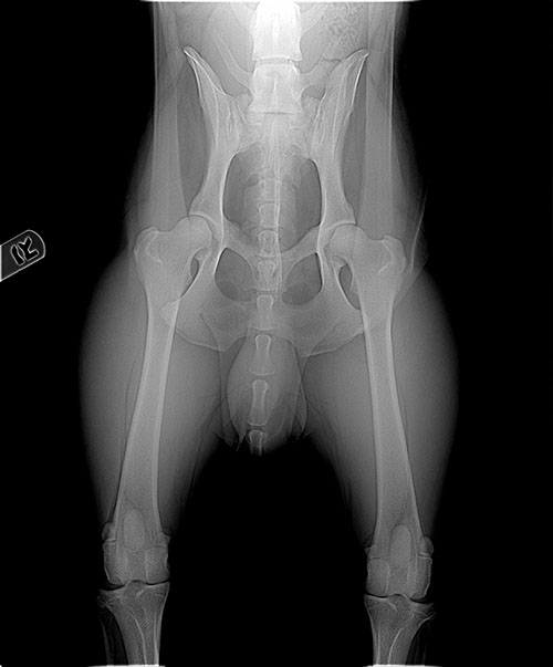 Radiographs (x-rays) of Pet Health Problems In ThePetCenter. 
